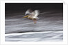 Great White Pelican, Kenya by Anonymous
