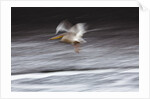 Great White Pelican, Kenya by Anonymous