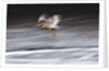 Great White Pelican, Kenya by Anonymous