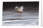 Great White Pelican, Kenya by Anonymous