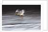Great White Pelican, Kenya by Anonymous