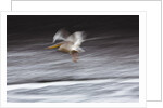 Great White Pelican, Kenya by Anonymous