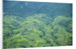 Aerial view of tea plantations, Kenya by Anonymous
