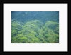 Aerial view of tea plantations, Kenya by Anonymous