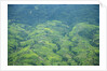 Aerial view of tea plantations, Kenya by Anonymous