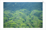 Aerial view of tea plantations, Kenya by Anonymous