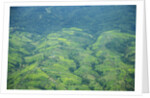 Aerial view of tea plantations, Kenya by Anonymous