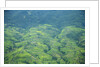 Aerial view of tea plantations, Kenya by Anonymous
