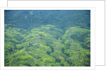 Aerial view of tea plantations, Kenya by Anonymous