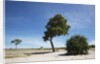 Trees in Chobe National Park by Anonymous
