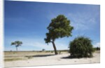 Trees in Chobe National Park by Anonymous