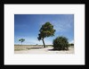 Trees in Chobe National Park by Anonymous