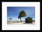 Trees in Chobe National Park by Anonymous