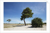 Trees in Chobe National Park by Anonymous