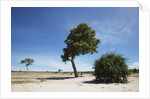 Trees in Chobe National Park by Anonymous