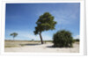 Trees in Chobe National Park by Anonymous