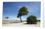 Trees in Chobe National Park by Anonymous