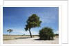 Trees in Chobe National Park by Anonymous