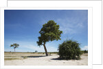Trees in Chobe National Park by Anonymous