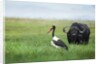 Saddlebilled stork and buffalo, Botswana by Anonymous