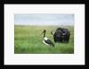 Saddlebilled stork and buffalo, Botswana by Anonymous