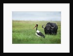 Saddlebilled stork and buffalo, Botswana by Anonymous