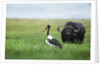 Saddlebilled stork and buffalo, Botswana by Anonymous