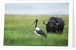 Saddlebilled stork and buffalo, Botswana by Anonymous