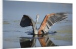 Goliath Heron with spread wings by Anonymous