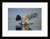 Goliath Heron with spread wings by Anonymous