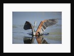 Goliath Heron with spread wings by Anonymous