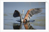 Goliath Heron with spread wings by Anonymous