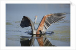 Goliath Heron with spread wings by Anonymous