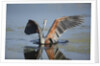Goliath Heron with spread wings by Anonymous