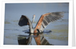 Goliath Heron with spread wings by Anonymous