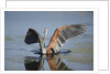 Goliath Heron with spread wings by Anonymous