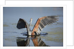 Goliath Heron with spread wings by Anonymous