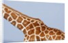 Reticulated giraffe neck, Kenya by Anonymous