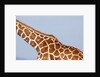 Reticulated giraffe neck, Kenya by Anonymous