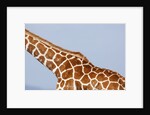 Reticulated giraffe neck, Kenya by Anonymous
