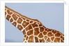 Reticulated giraffe neck, Kenya by Anonymous