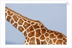 Reticulated giraffe neck, Kenya by Anonymous