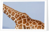 Reticulated giraffe neck, Kenya by Anonymous