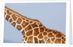Reticulated giraffe neck, Kenya by Anonymous