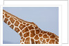 Reticulated giraffe neck, Kenya by Anonymous