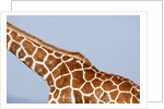 Reticulated giraffe neck, Kenya by Anonymous