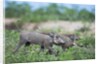 Warthog piglets, Botswana by Anonymous