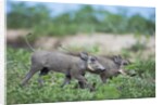 Warthog piglets, Botswana by Anonymous