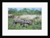 Warthog piglets, Botswana by Anonymous