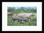 Warthog piglets, Botswana by Anonymous